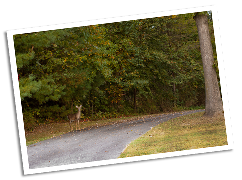 White Tail Deer - Pennsylvania