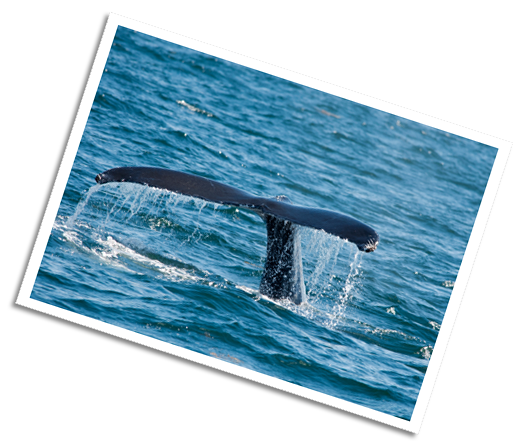 Humpback Whale - off the coast of Maine
